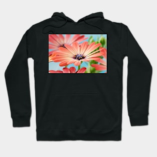 Osteospermum  Serenity Rose Magic= 'Balseroma'  Serenity series Hoodie